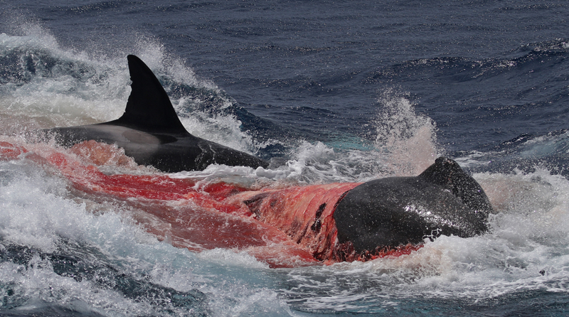 Illustration for article titled Unprecedented Images Show Orcas Hunting and Killing Rare Beaked Whales